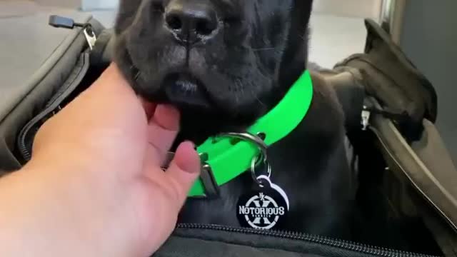 Bulldog fear video