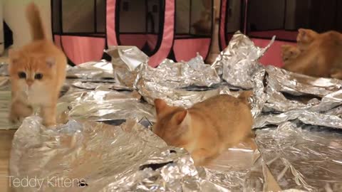 Kitten Reaction to Foil