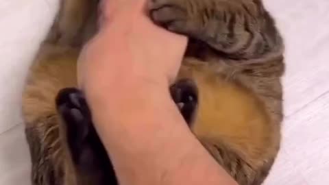 Kicky Kitty