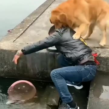 Cute dog and Beautiful message your world