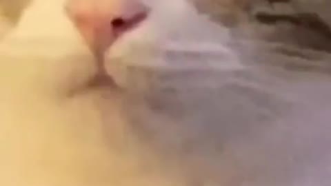 Look at the cat's mouth