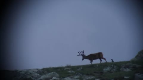 Mule deer scouting 2017