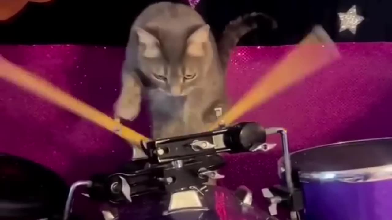 Cat so funny video 2023