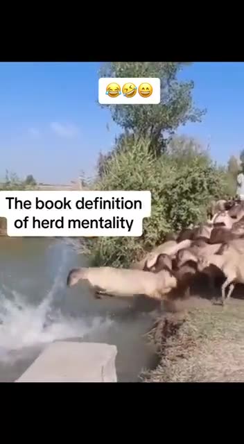Herd Mentality