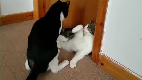 Funny & Cute Cat Compilation Video