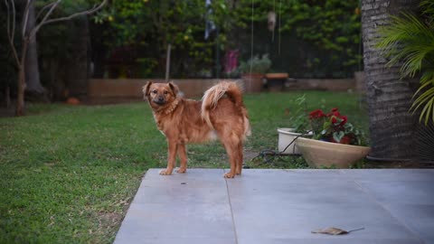 watch the dog in the garden looking for its owner