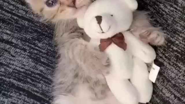 😍😍 Cute Little Cat playing a Doll