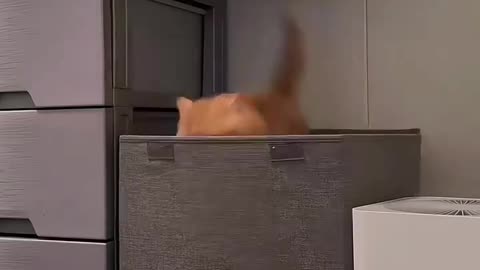 #new cat's funny video#just 4fun#