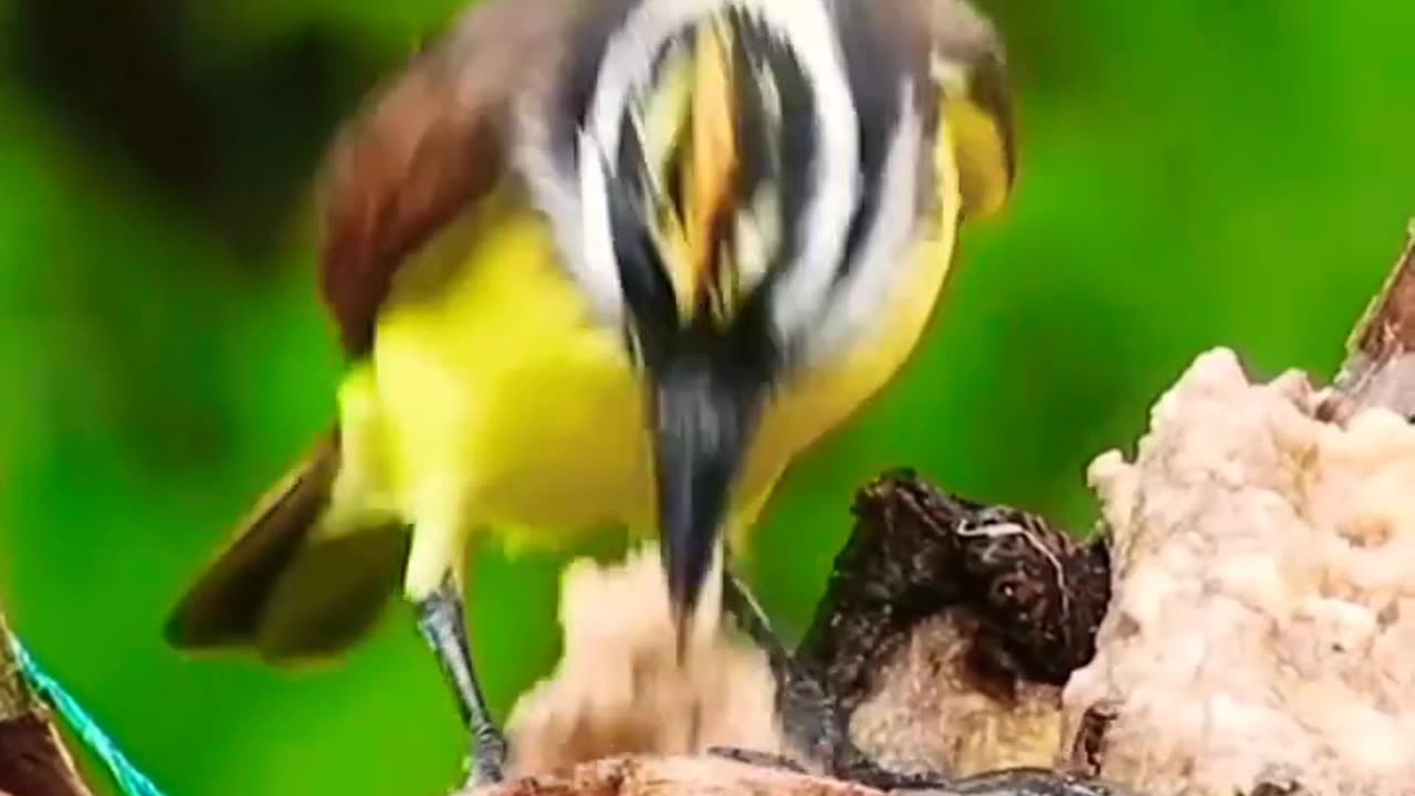 Natural Birds Shorts Video! Eating/Food Style !