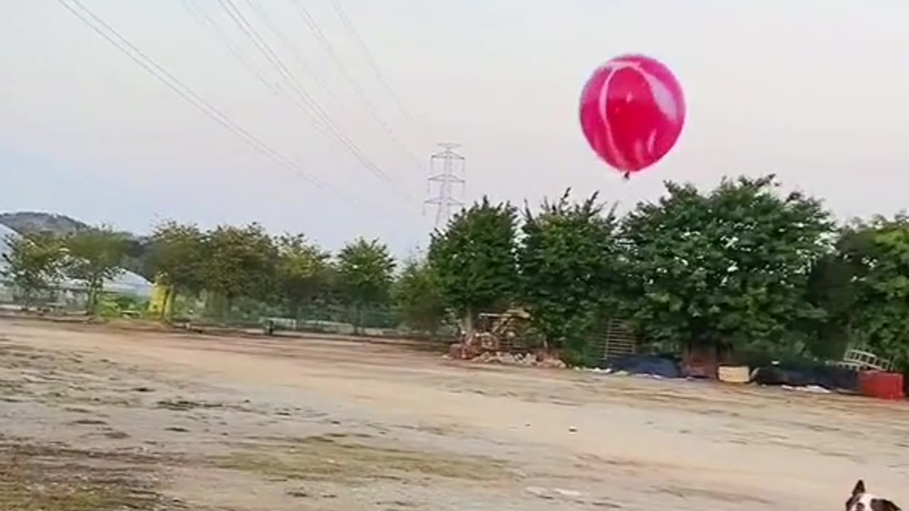 Dogs play game