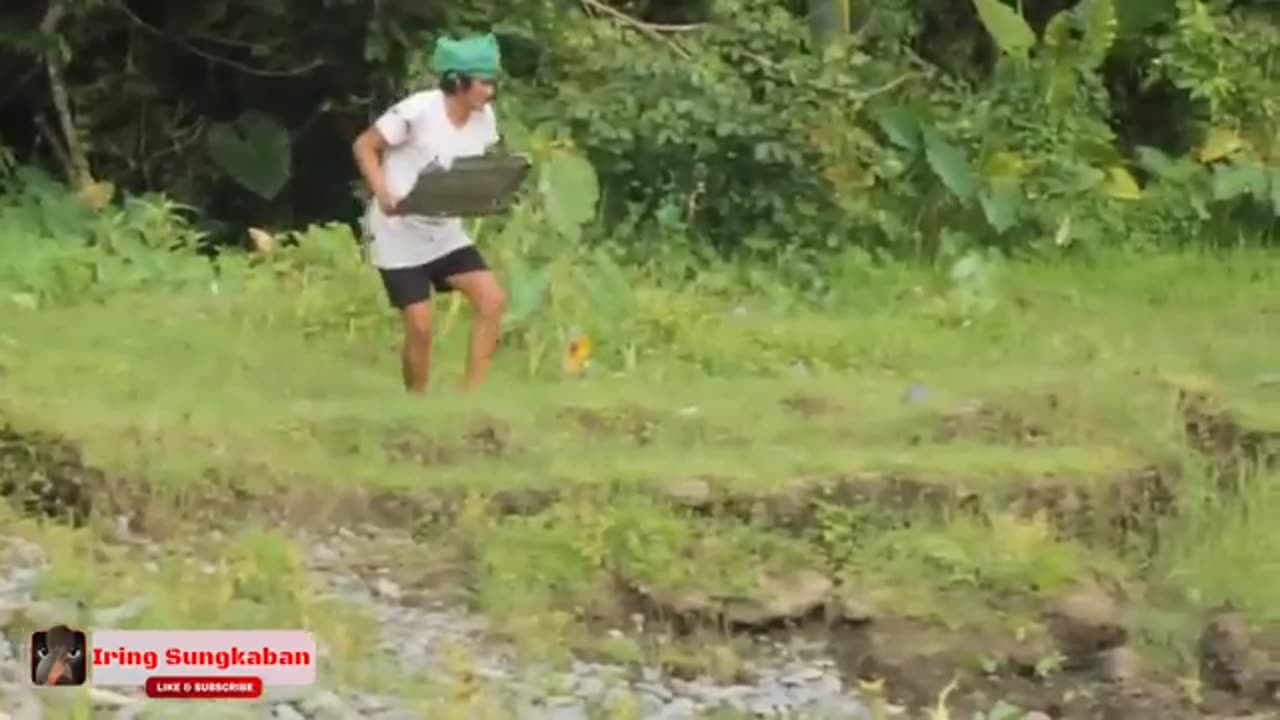 Funny forest