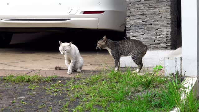 Funny Angry Between two cats