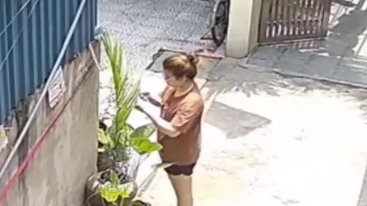 Funny videos - dog funny videos