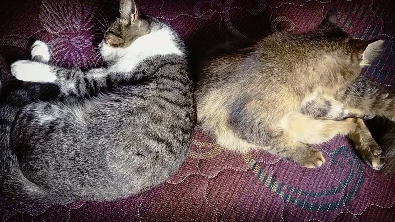 My sweetie cats