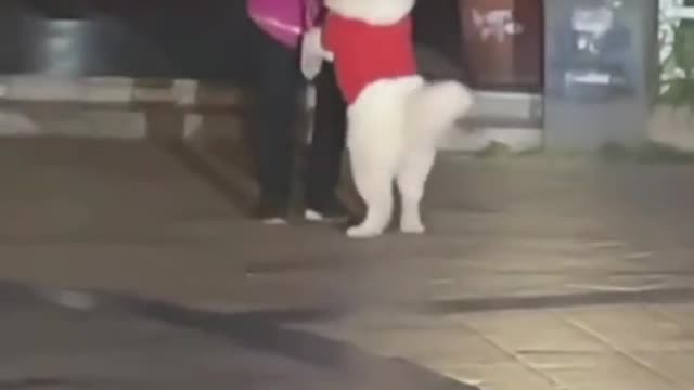 Elegant and romantic dog