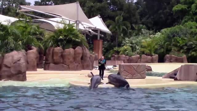 new dolphin show dolphin dolphin jumping out in water