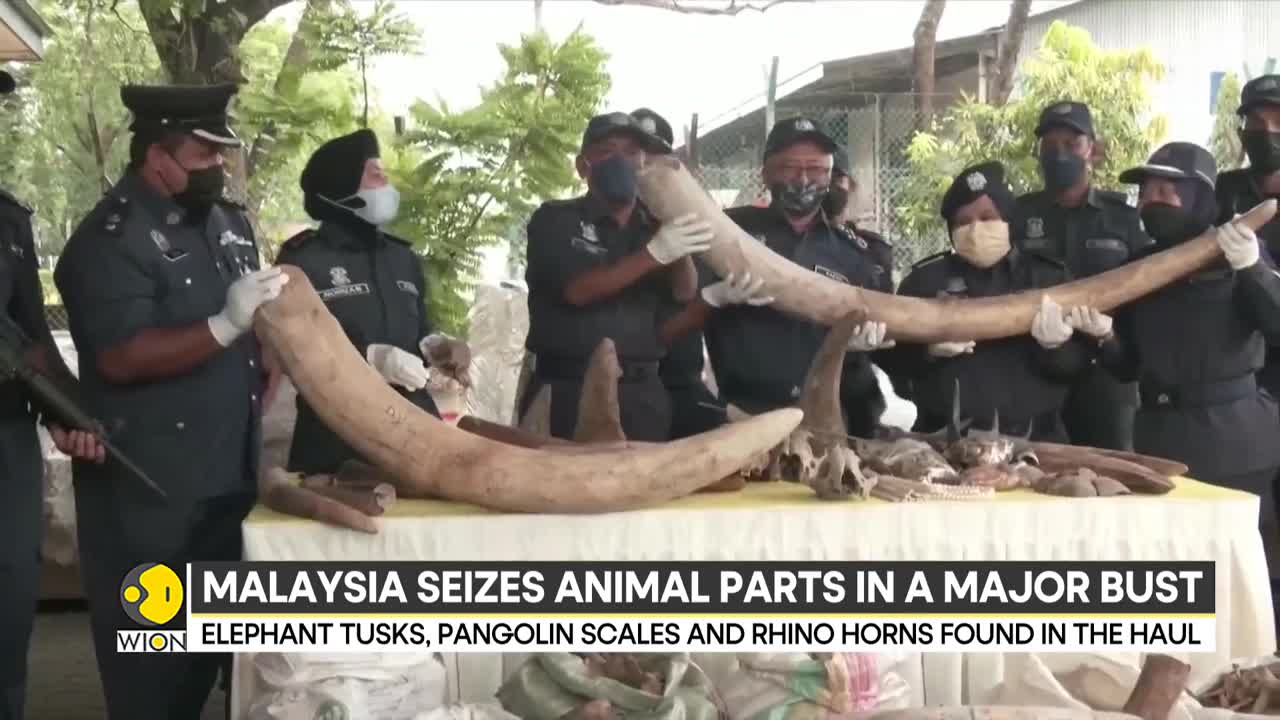 Malaysia seizes illegal animal parts worth $18 million | International News | WION