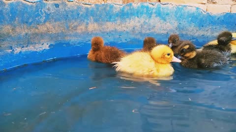 Baby Ducks