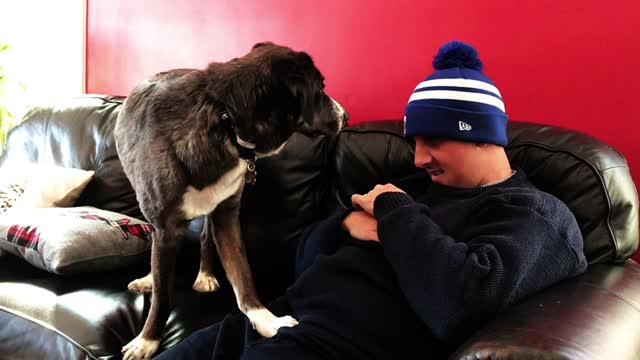 Puppy doesn't like Maple Leafs hat being worn in her house