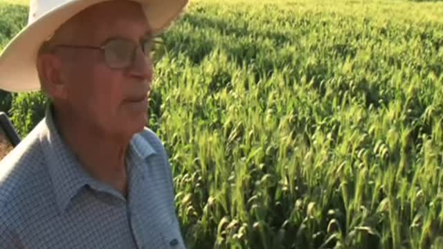 Save the World One Cow at a Time