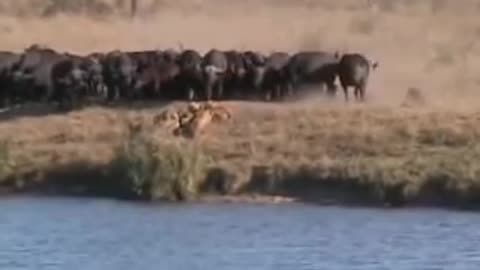 Battle at Kruger