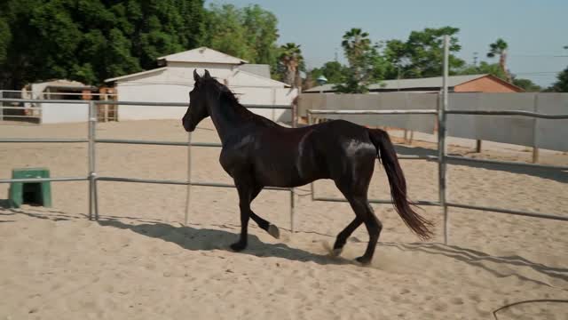 Horse