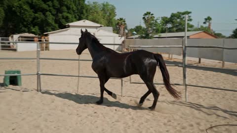 Horse
