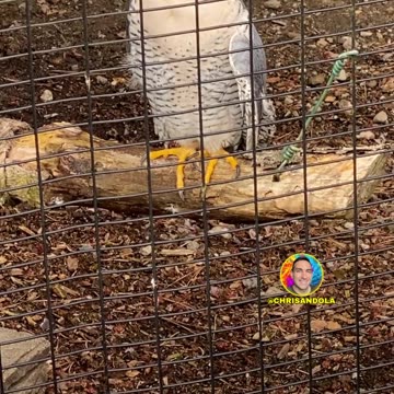 BEAUTIFUL BIRD OF PREY