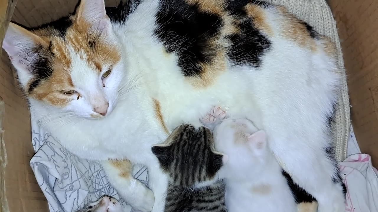 Mother gives milk to her kittens. I petted the mother cat and her baby kittens