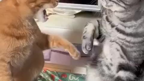 💖Funny Shorts cat 😺|| 🤪Funny Catt video ✨
