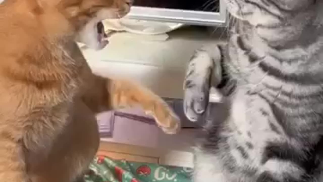 💖Funny Shorts cat 😺|| 🤪Funny Catt video ✨