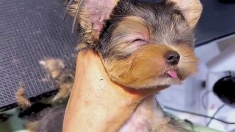 I shaved my pet hair and give her a bath before sleeping