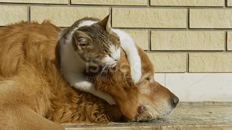 cat plays with the dog.