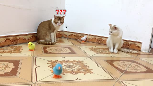 My cats vs Three baby chicken