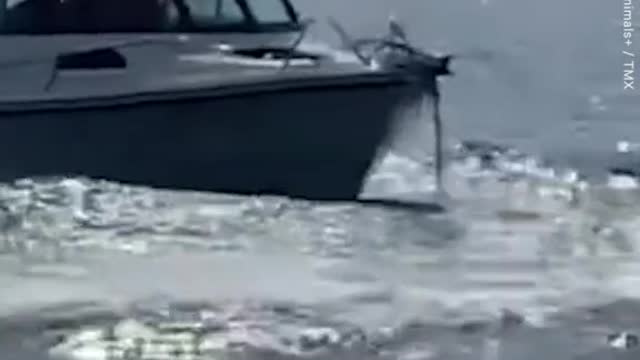 Boaters captured footage of a breaching