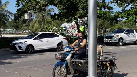 motorbike dog