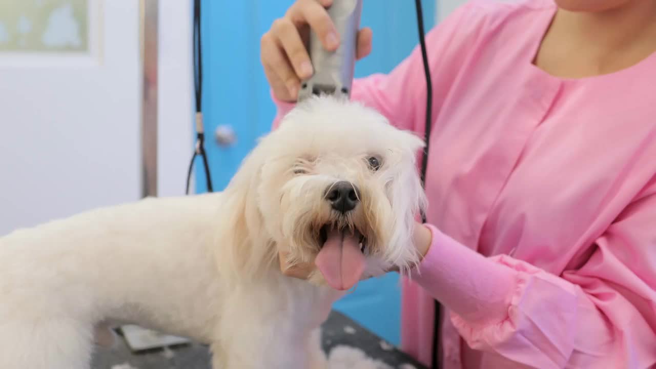 White Dog In Pet Store With Girl Cutting Hair