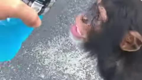 Monster foodie monkey