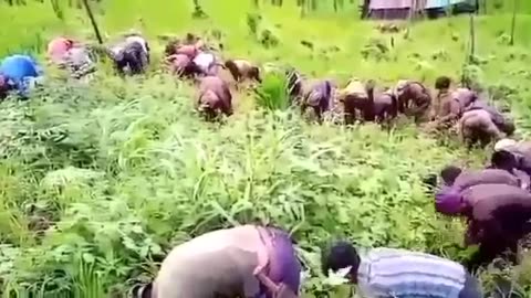 Nagaland eastern tribal jhum cultivation culture.