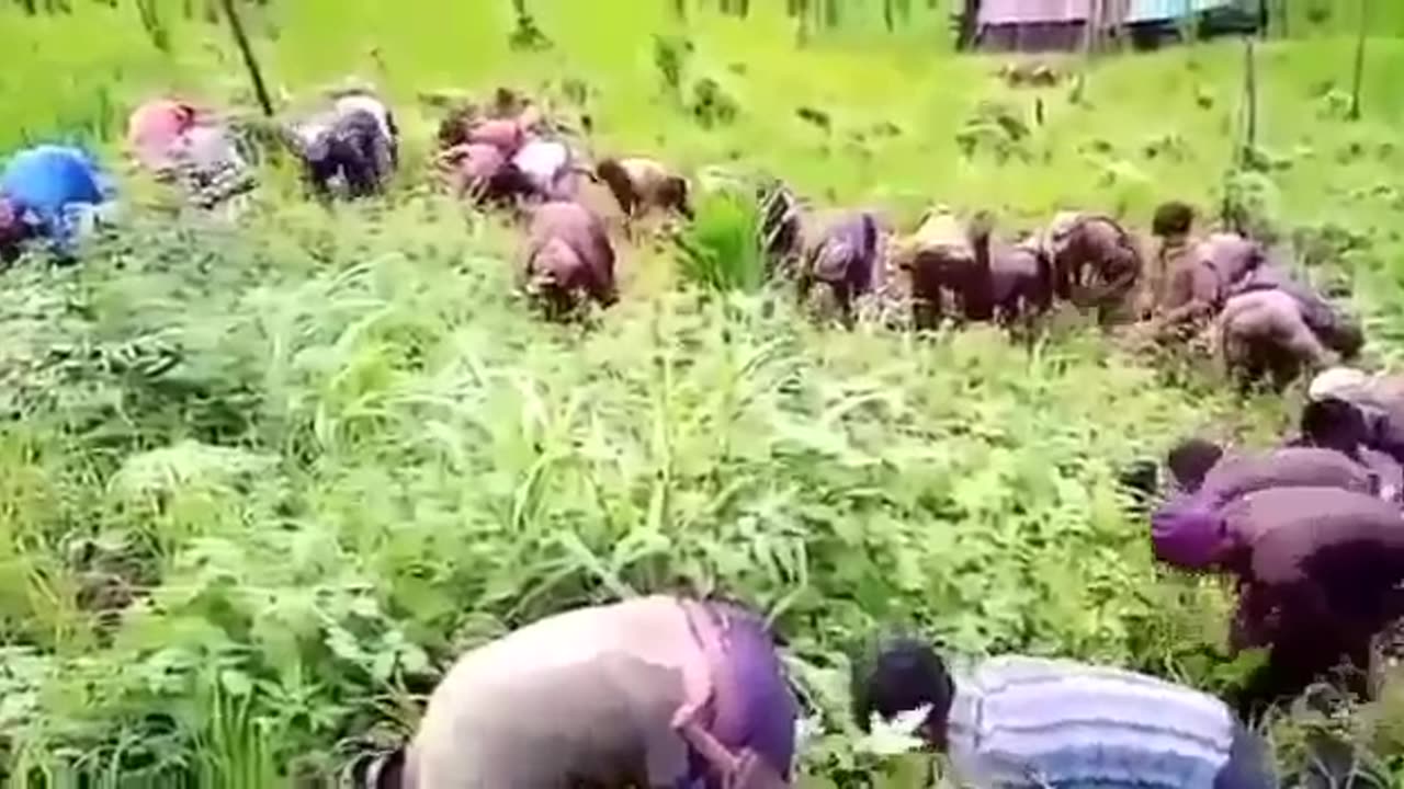 Nagaland eastern tribal jhum cultivation culture.