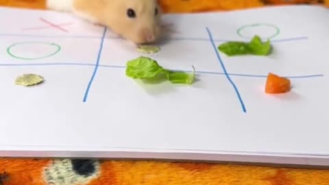 Tic Tac Toe with Hamster