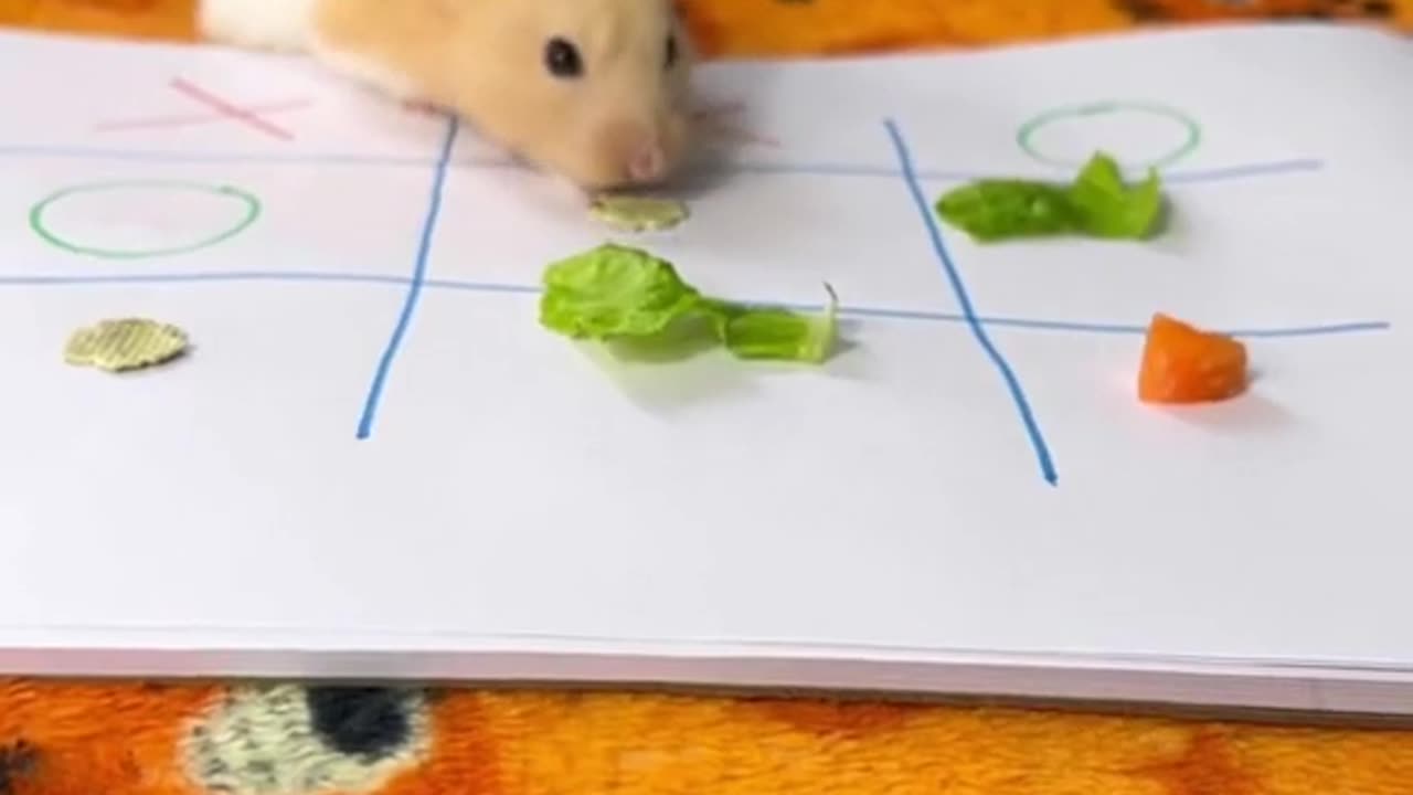 Tic Tac Toe with Hamster