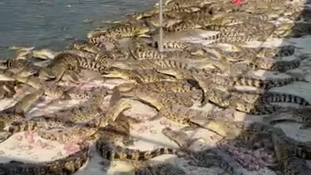 Hundreds of Crocodiles Raised in Large Tank