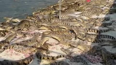 Hundreds of Crocodiles Raised in Large Tank