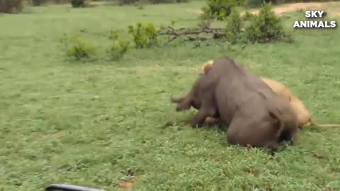 Lion vs Buffalo Battle is not never | Buffalo Too Angry Destroy The Strongest Lion in African