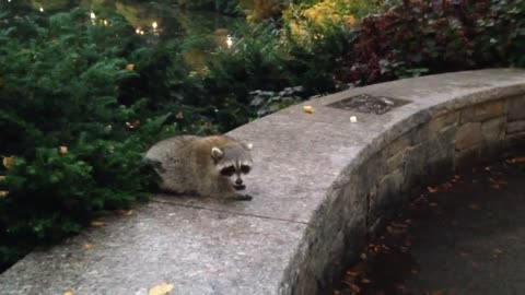 Friendly raccoon at Central. Park NYC