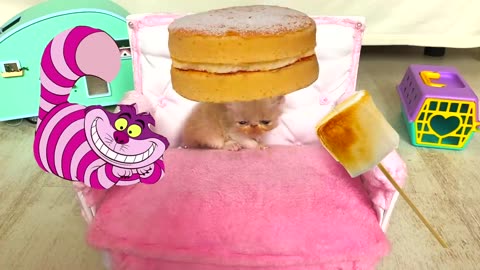 RESCUE the Smallest KITTEN in the World !! And building a NEW HOUSE for CAT. Mrizhanwaqas143