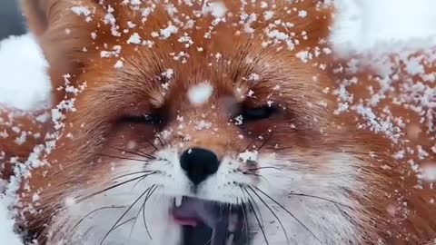 Cute and exotic animals show they can survive the cold