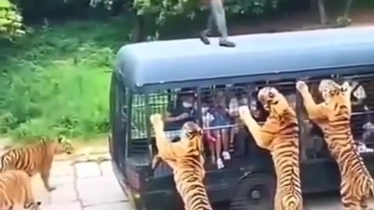 Lion attack child in bus