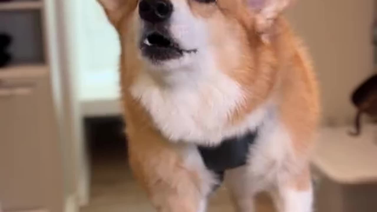 Funny video of dogs